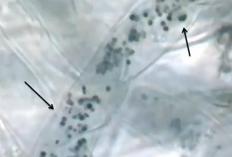 Фото из лекции Джеймса Вайта.