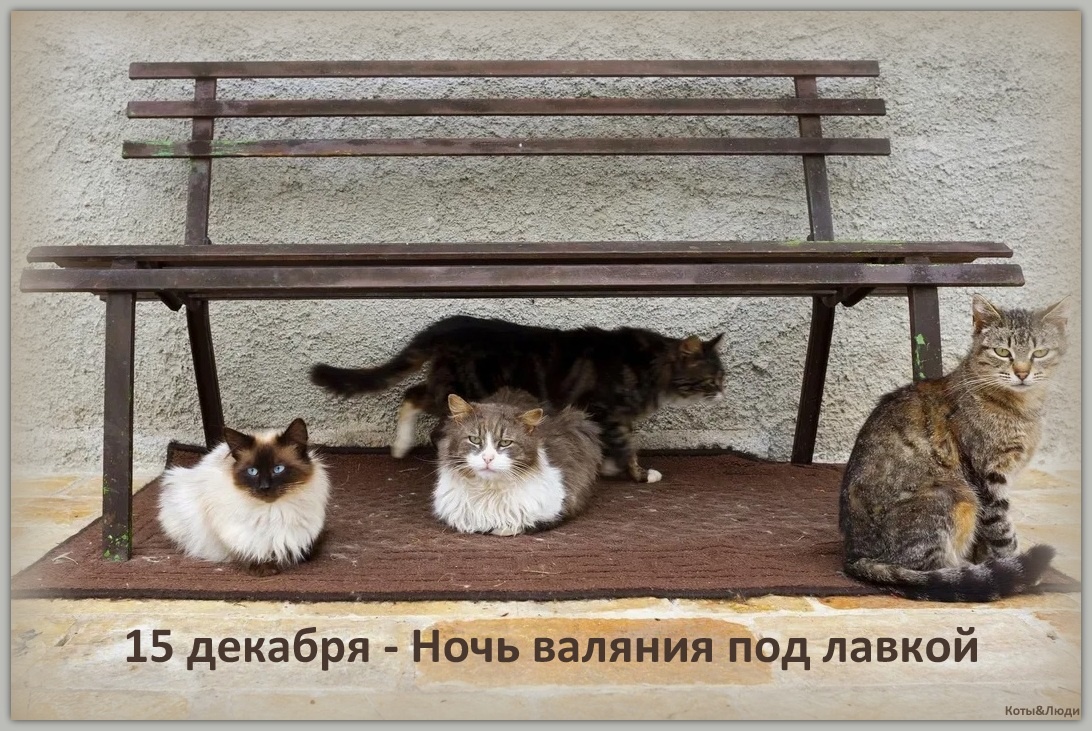 Коллаж автора. Источник фото: https://www.smithsonianmag.com/science-nature/moral-cost-of-cats-180960505/?src=longreads