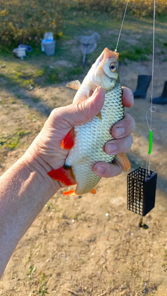 Краснопёрка 