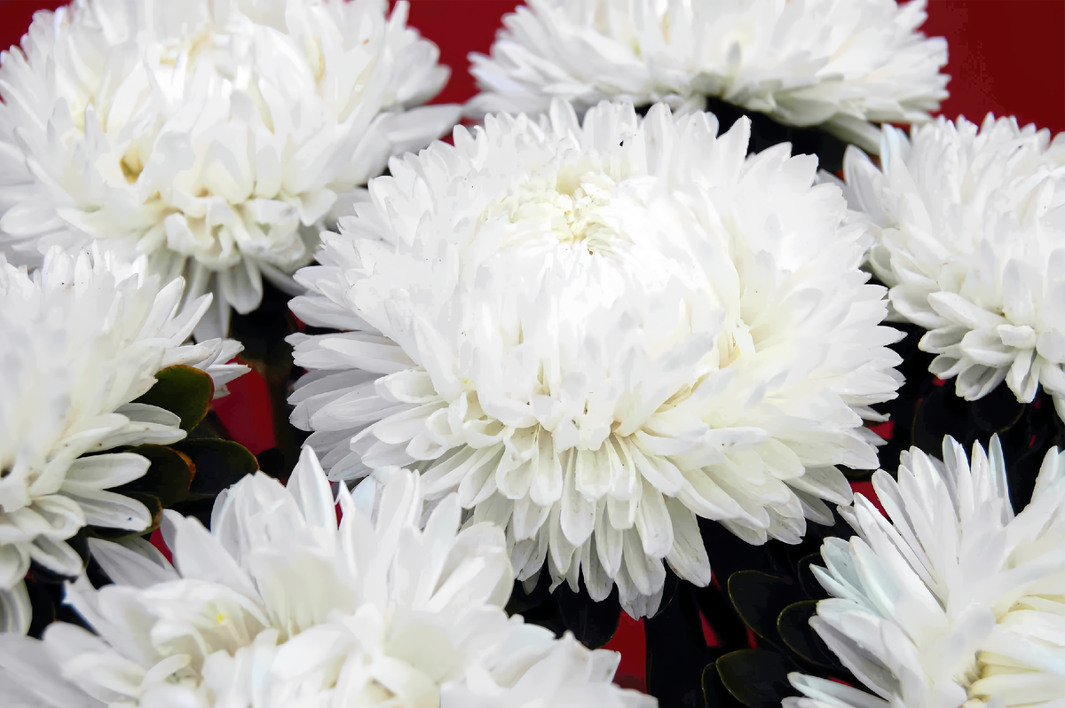 Леди Коралл белая. Источник фото: https://vseprofsemena.ru/product_info.php?products_id=2097