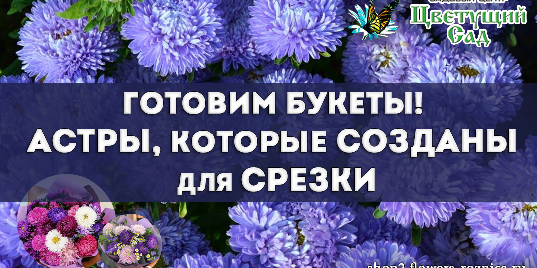 Готовим букеты! Астры, которые созданы для срезки