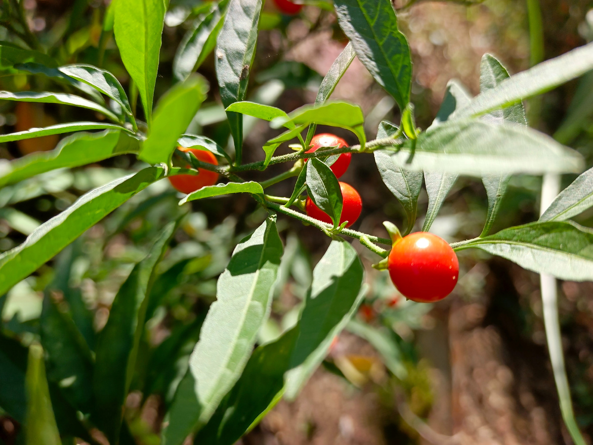 Адлер, Соланум - зимняя вишня или просто паслен ложноперечный, декабрь 2025 года