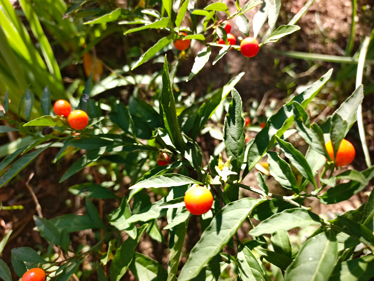Адлер, Соланум - зимняя вишня или просто паслен ложноперечный, декабрь 2025 года