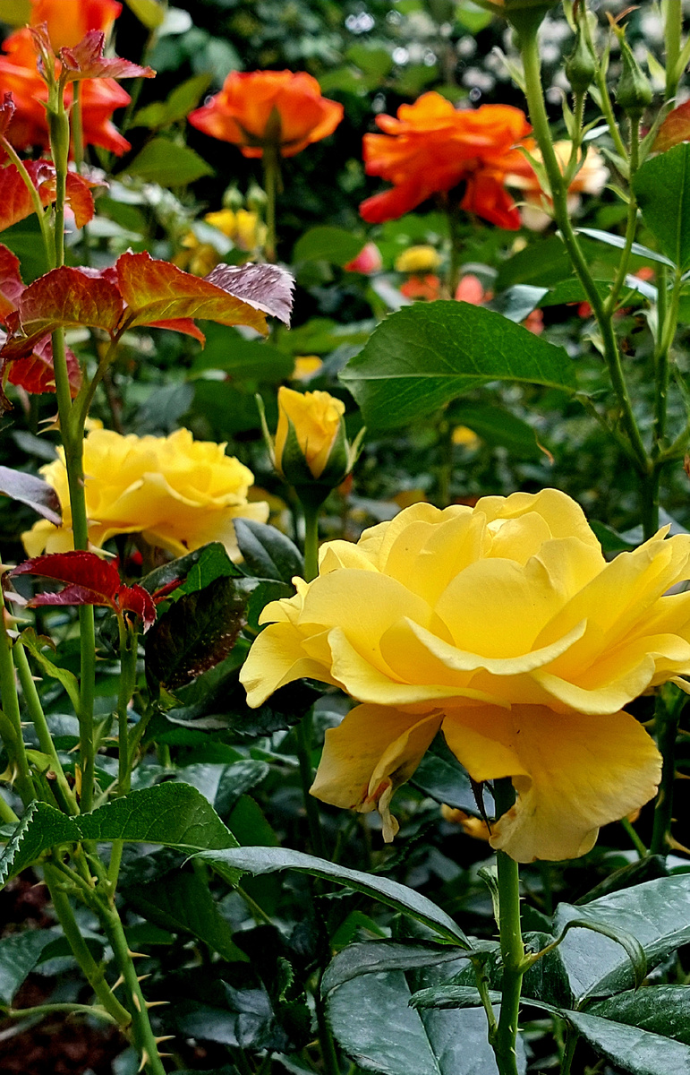 Голден Смайл. Флорибунда Оранжевая на втором плане - флорибунда Конфетти.