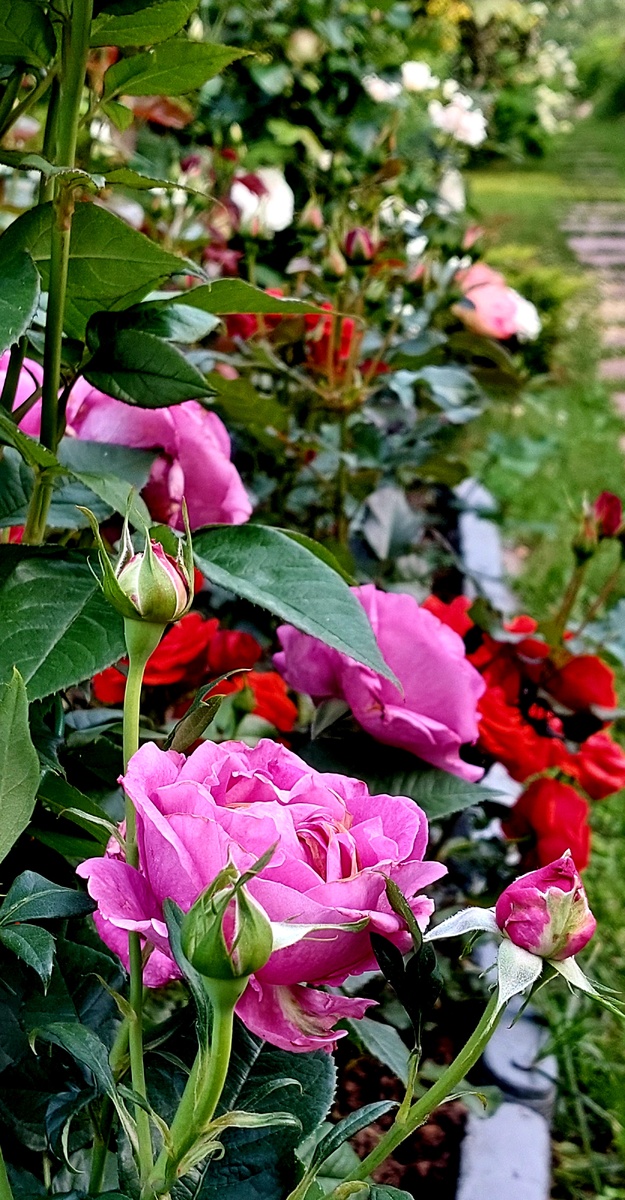 Кармен Вюрт. Флорибунда