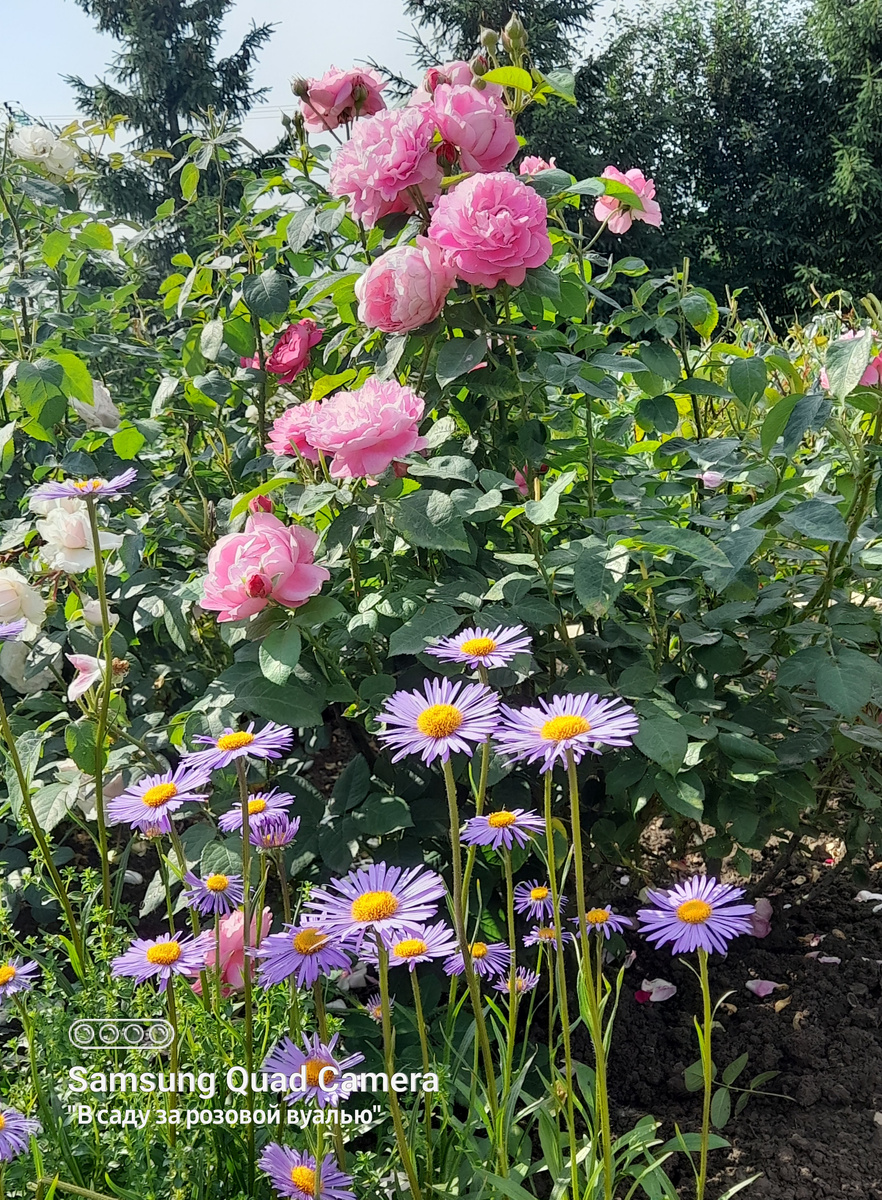 Mary Rose (Мэри Роуз), Austin, 1983, английские розы