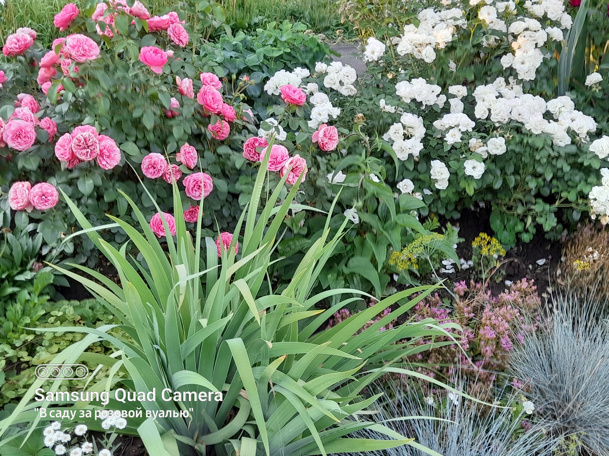 Leonardo da Vinci,Meilland,1993г. и Aspirin Rose, Tantau, 1997г. -  флорибунды