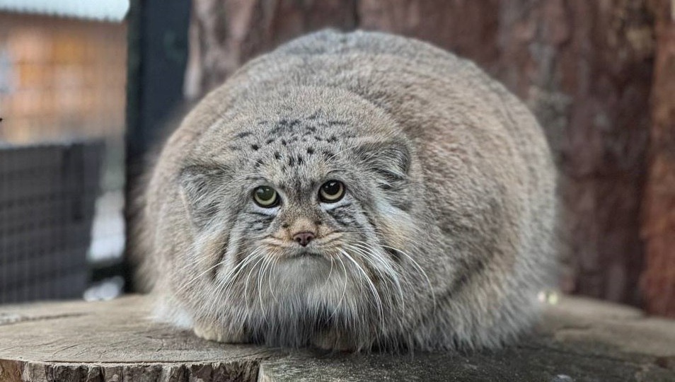 Вслед за Тимофеем, манул Шу из Ленинградского зоопарка завершил зажировку к зиме