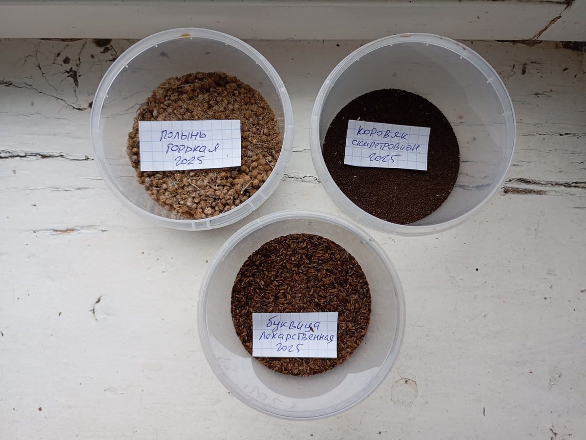 Семена видовых растений у частников можно покупать смело. Растения, выращенный из них, полностью повторяют все признаки родителей. Фото: Алексей Володихин