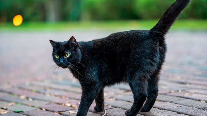 Фото из интернета. Виновница.