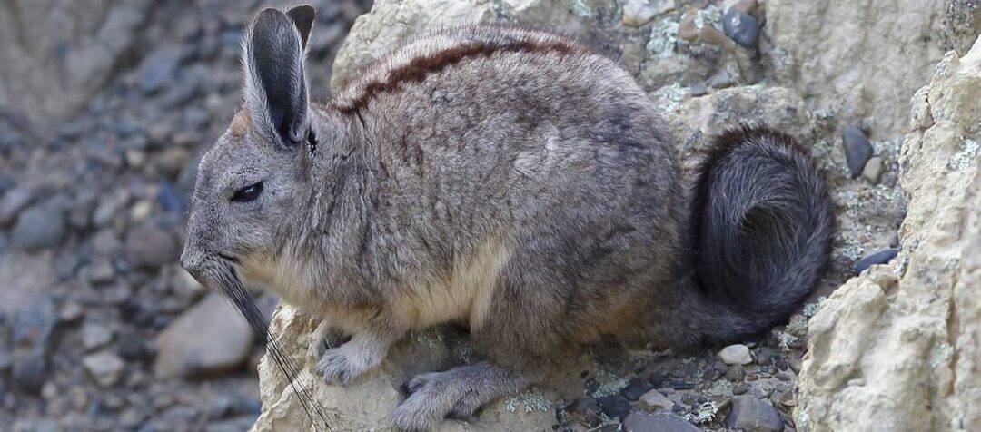 Горная вискаша