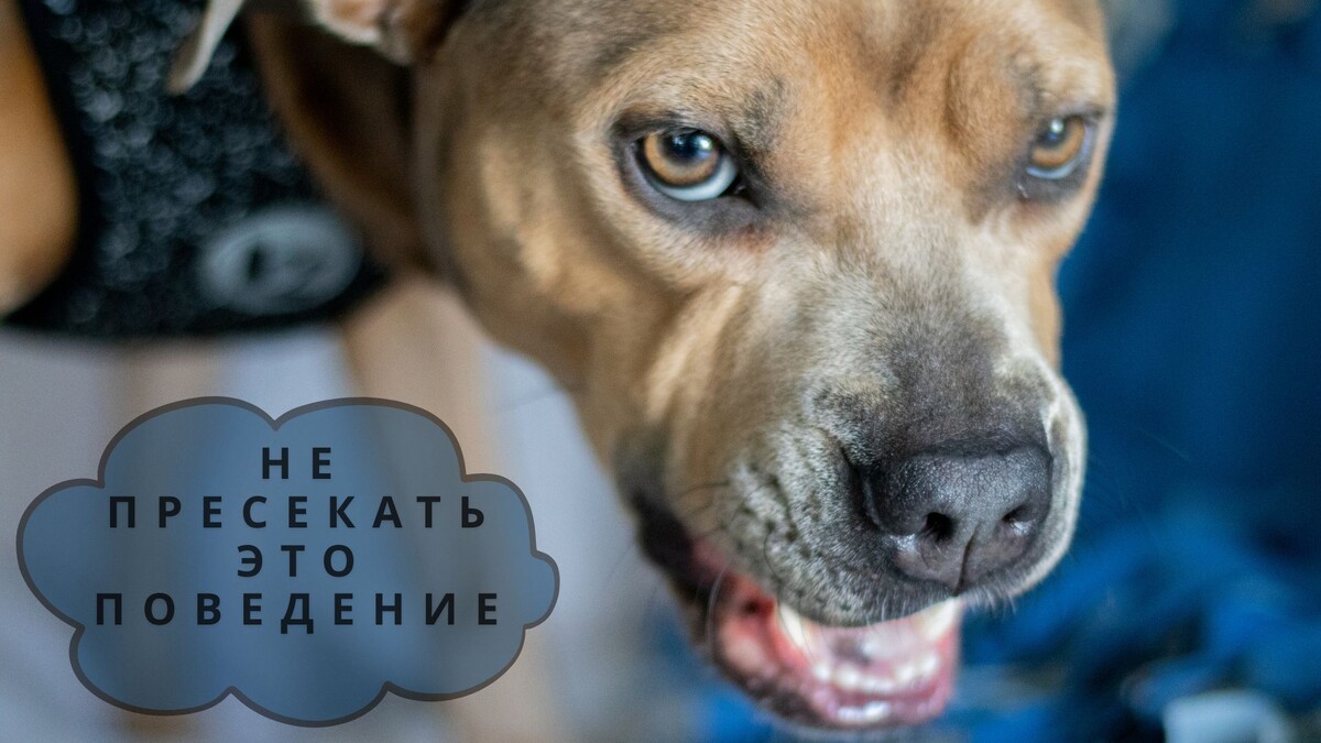 Рычание собаки: почему я рекомендую НЕ пресекать это поведение