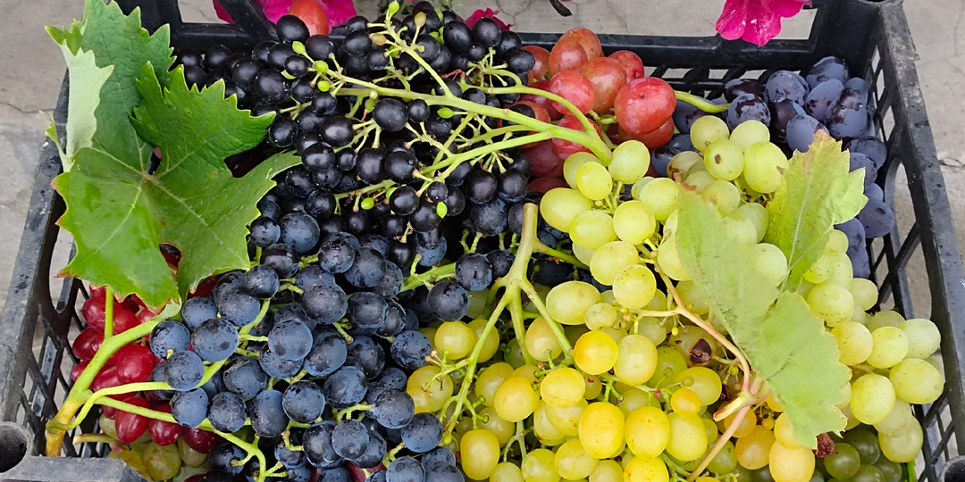 ТОП 3 самых популярных сортов винограда в заказах