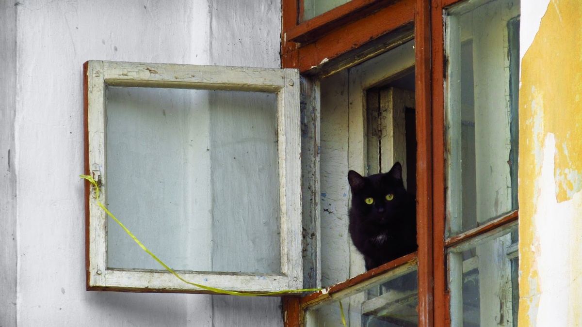 Фото Артема Ежова "Не позвали гулять"