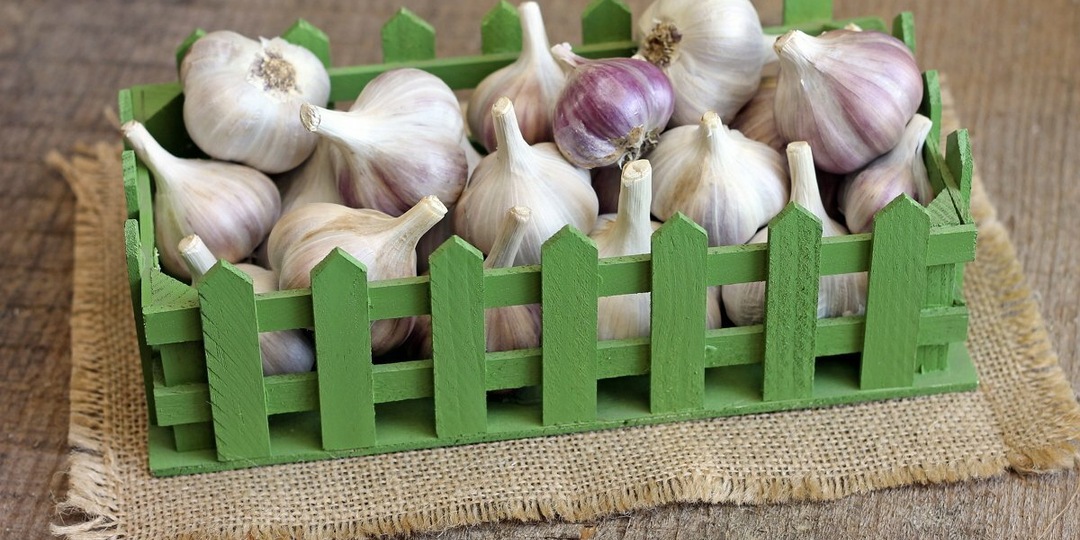 Я пробовал 12 способов сохранение чеснока. Эти 7 реально работают — даже в квартире с батареями