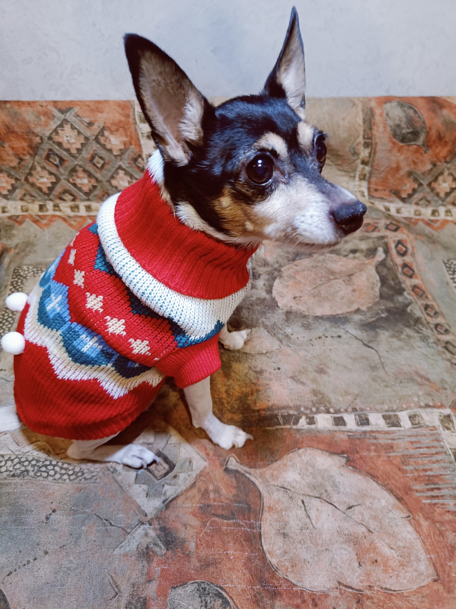 Элис в новогоднем свитере