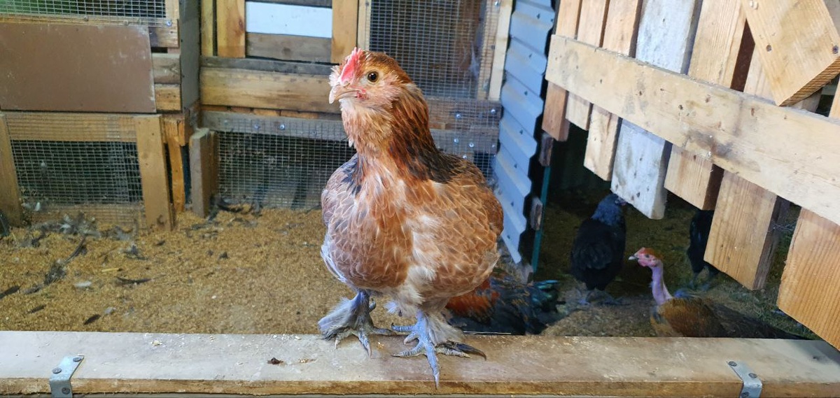 Умнейшая курица Клёпа