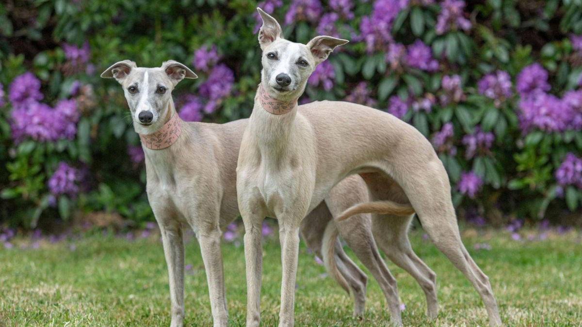    В знакомстве двух кобелей многое зависит от характера каждого из них