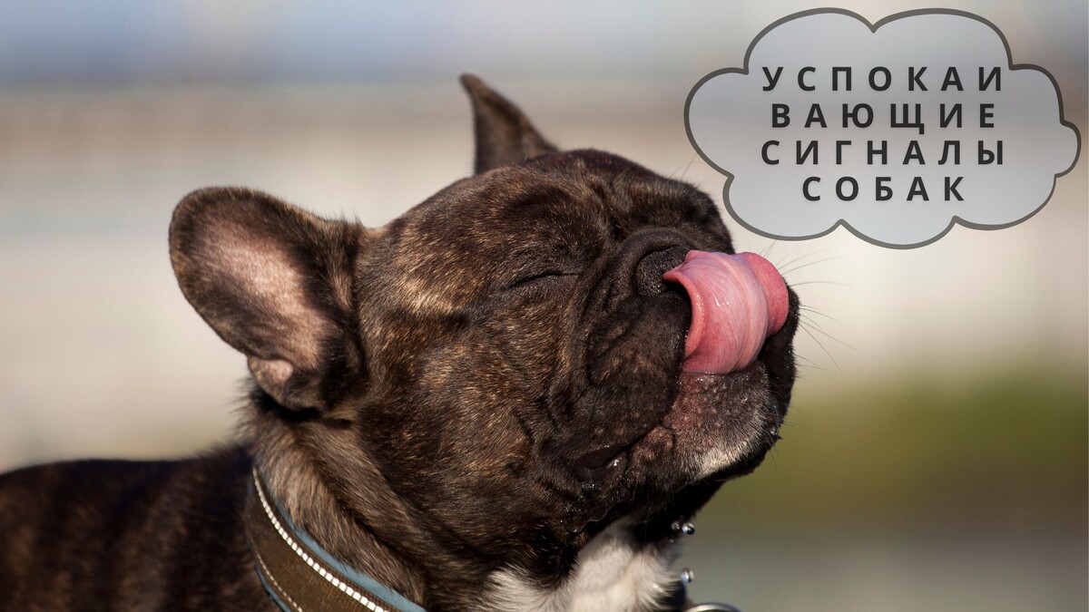 Успокаивающие сигналы собак: мини-язык, который вы не замечали