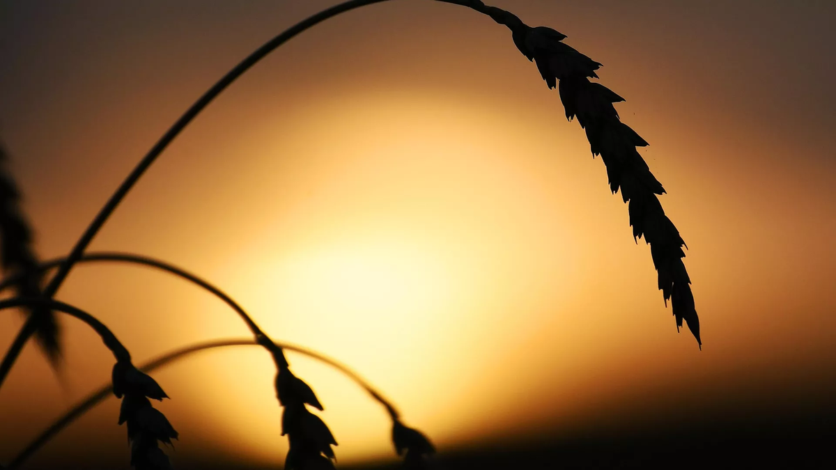 © photo: Sputnik / Ilya Naymushyn