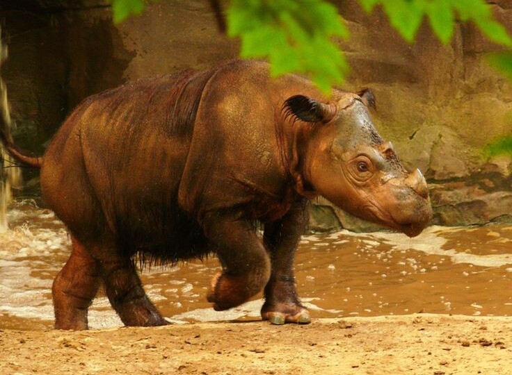 Суматранский носорог