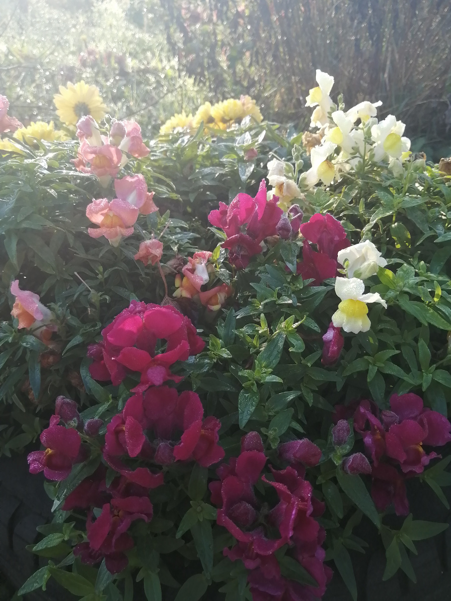 Львиный зев в конце ноября