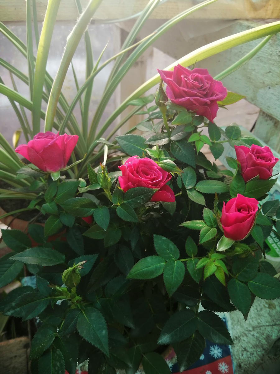 Подарок старшей дочери на день матери