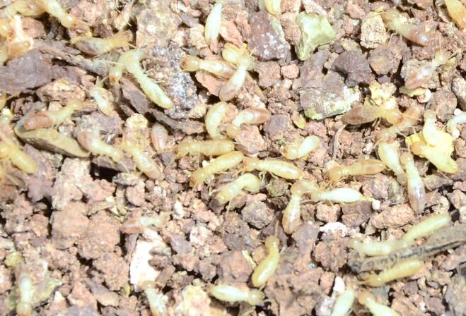 Тело термита более вытянутое и однородное, без выраженной перемычки, и обычно окрашено в светлые, почти белесые тона. 