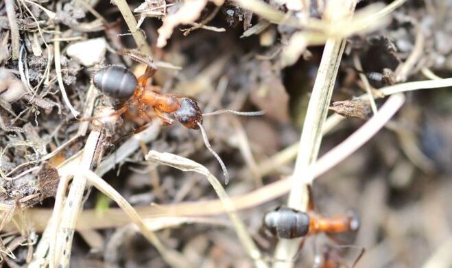 У муравья хорошо видна «талия» — тонкий стебелек между грудью и брюшком, а само тело выглядит более сегментированным