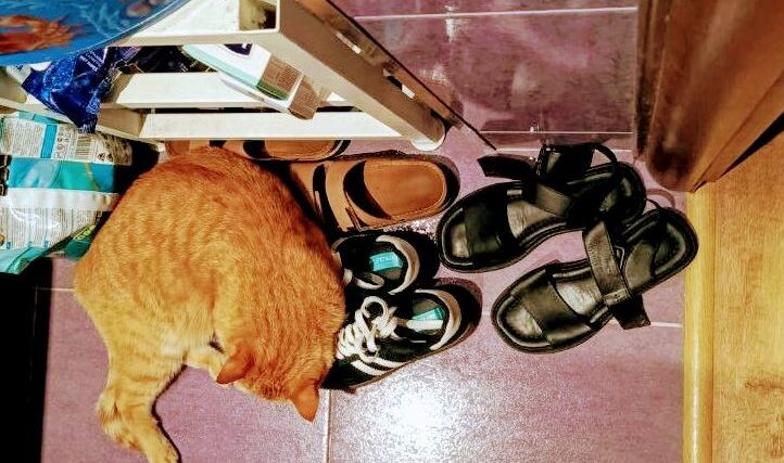 Жулик помощник.