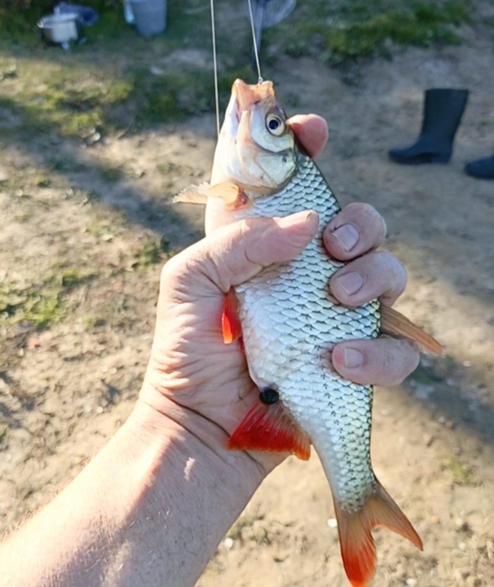 Краснопёрка 