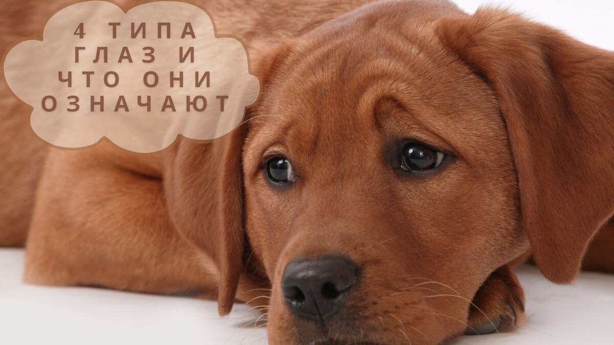 Взгляд собаки: 4 типа глаз и что они означают для понимания питомца