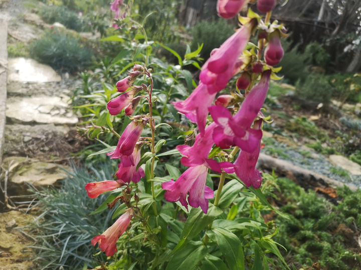 Мой пенстемон после -5°! Живее всех живых! 