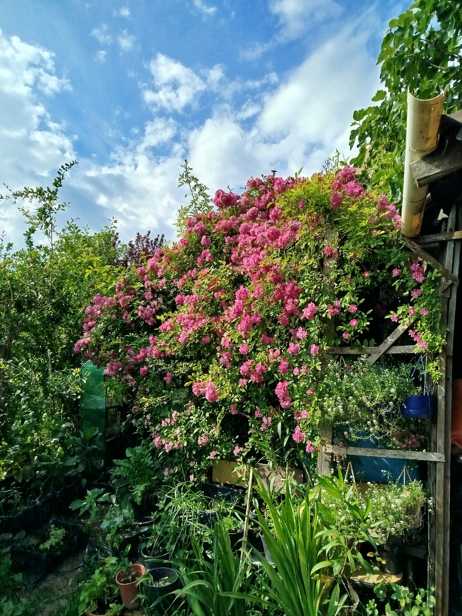 Фото автора. Май 2025г. Как пригибать семиметровый Рамблер я вообще не могу представить.