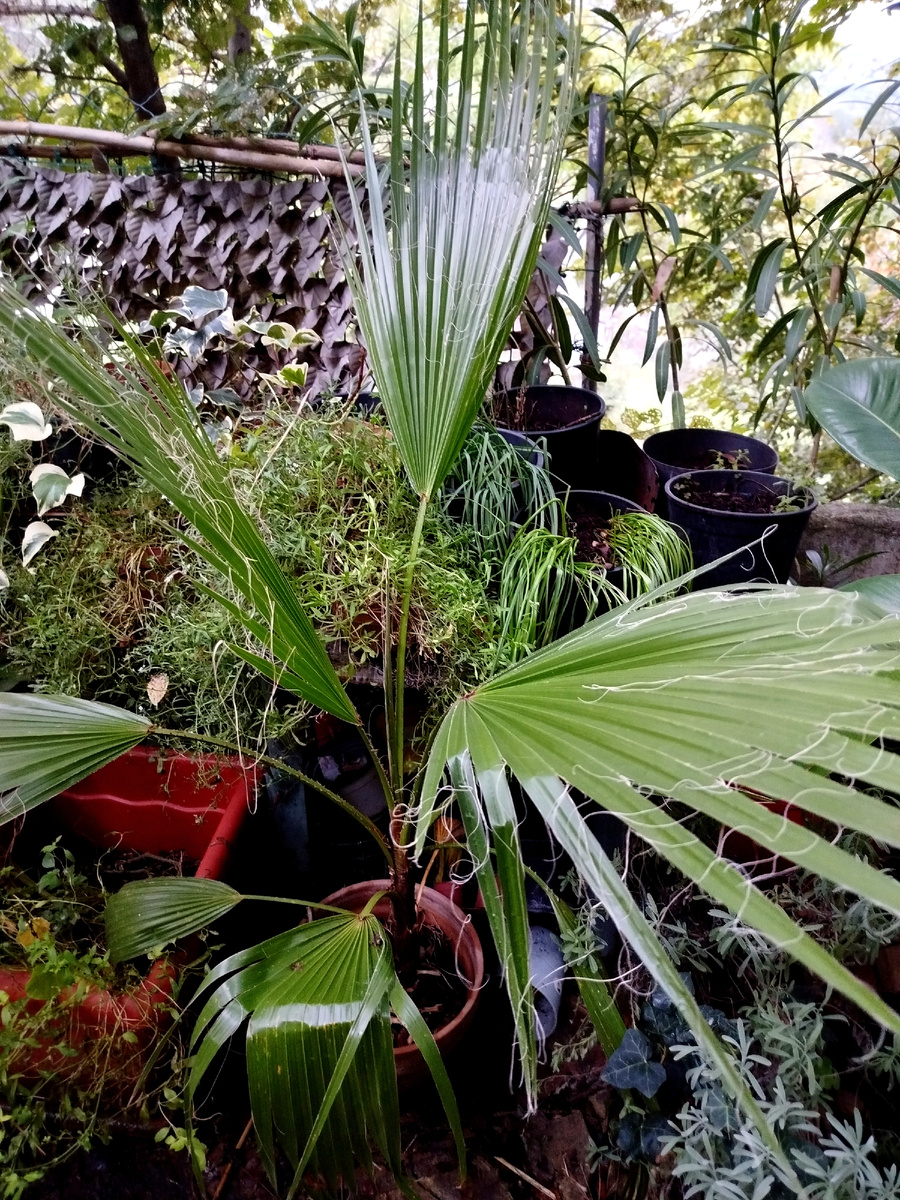 Фото автора. Вашингтония нитчатая в октябре 2025г.