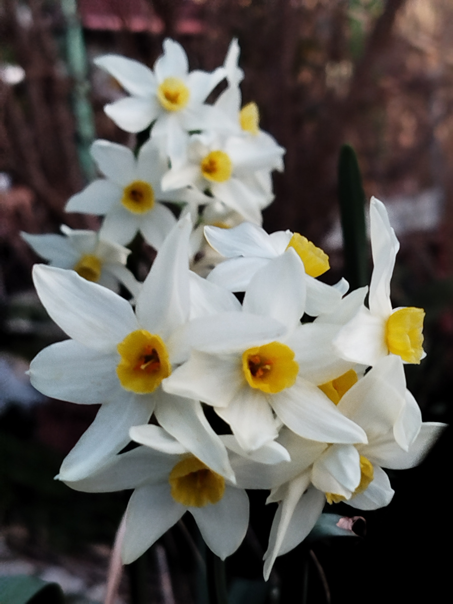 Фото автора. Нарциссы в феврале 2025г.