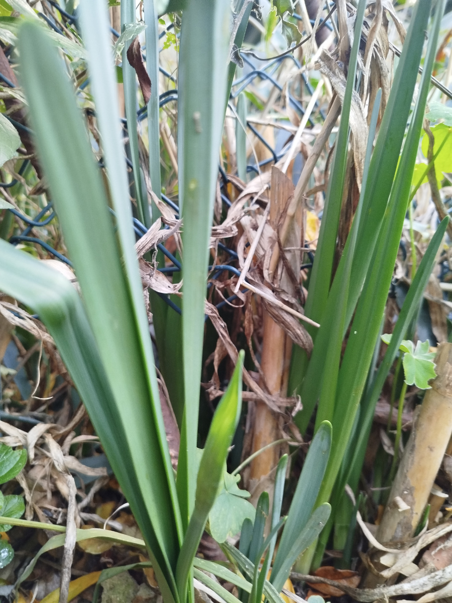 Фото автора. Вот такими были цветоносы в конце ноября.