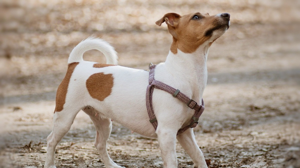    В зависимости от сезона и назначения прогулки базовый набор может варьироваться