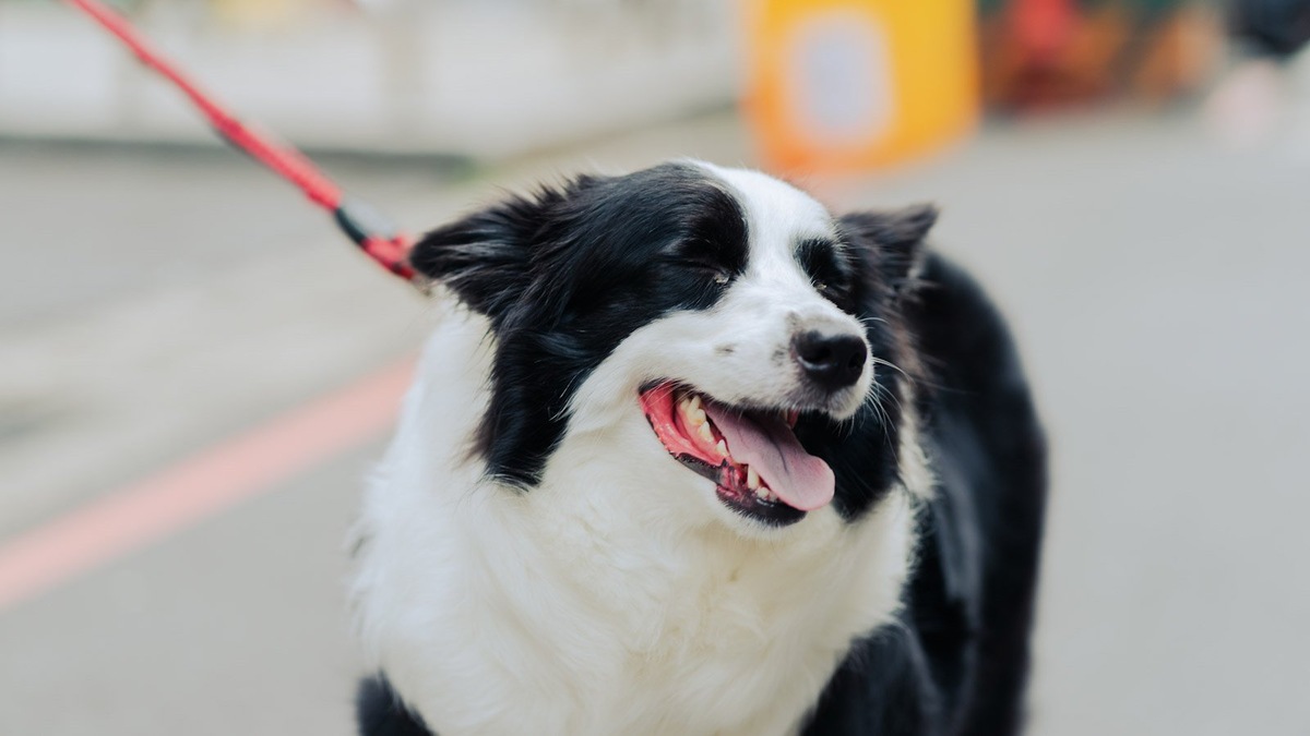    Важно также ориентироваться на потребности своей собаки