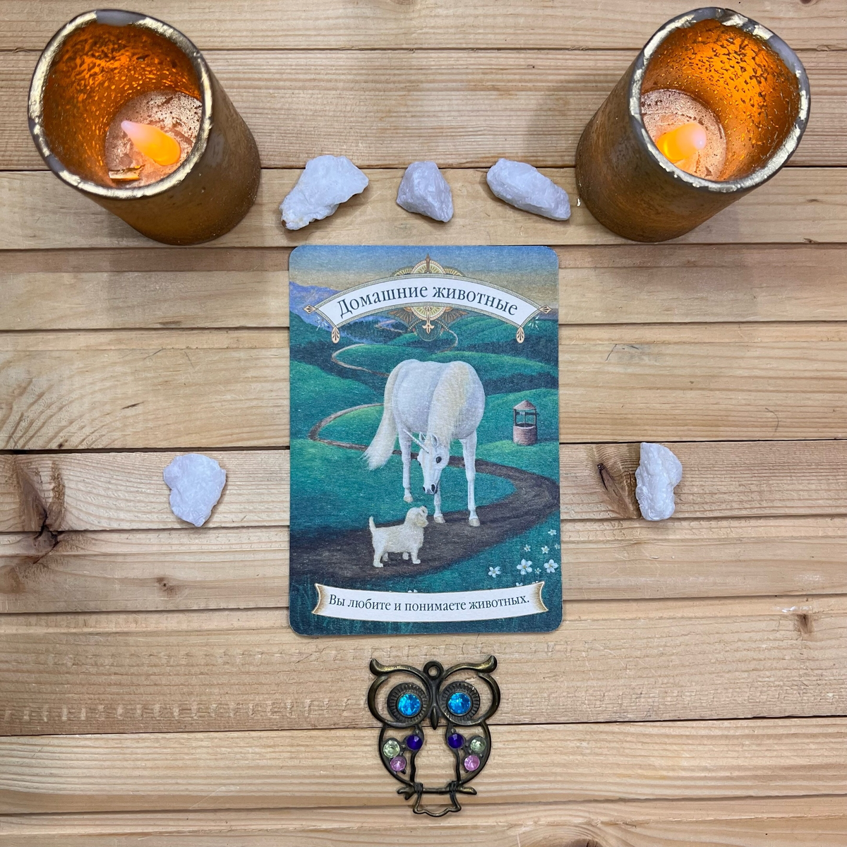 1 карта - Домашние животные