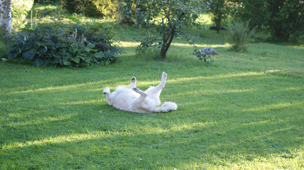 Кайли на лугу