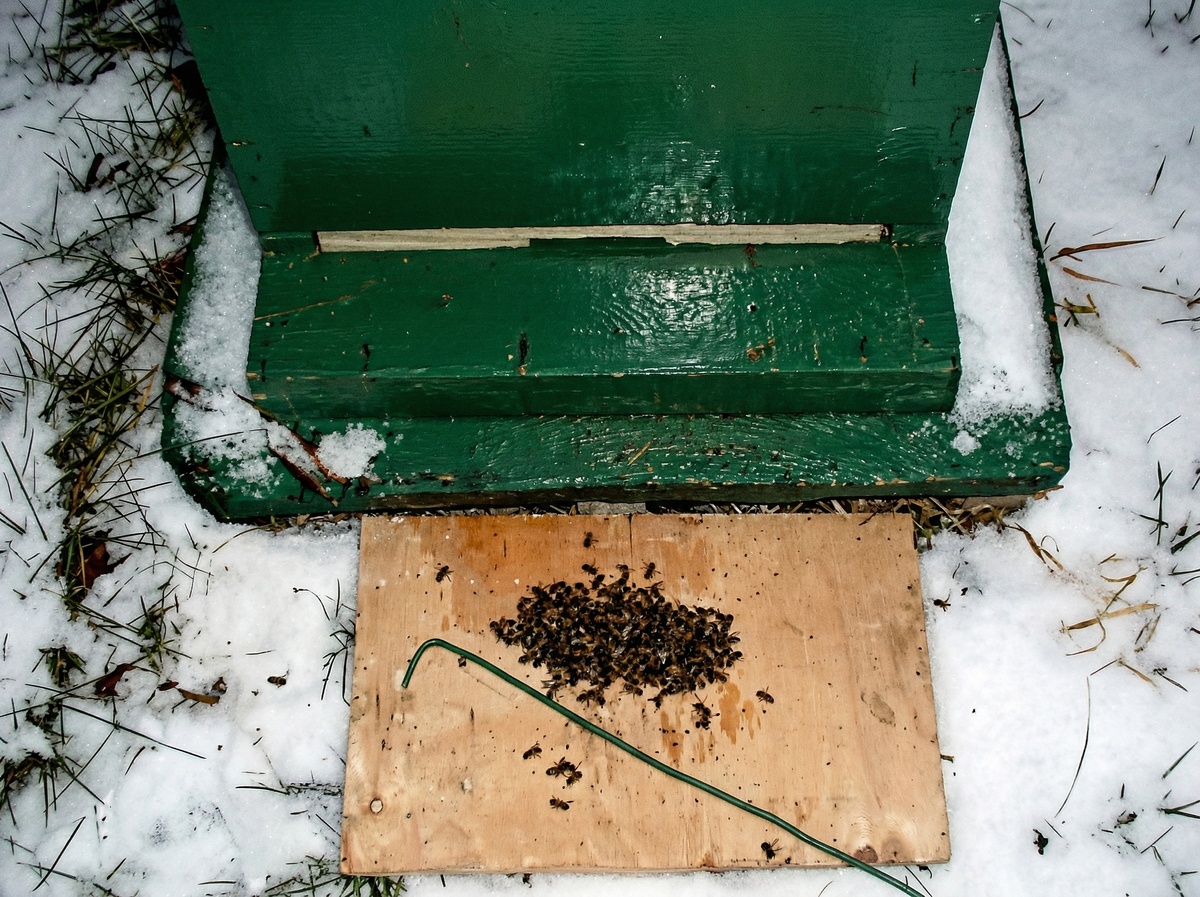 Гибель пчел в США во время зимовки (данные опроса пчеловодов США)