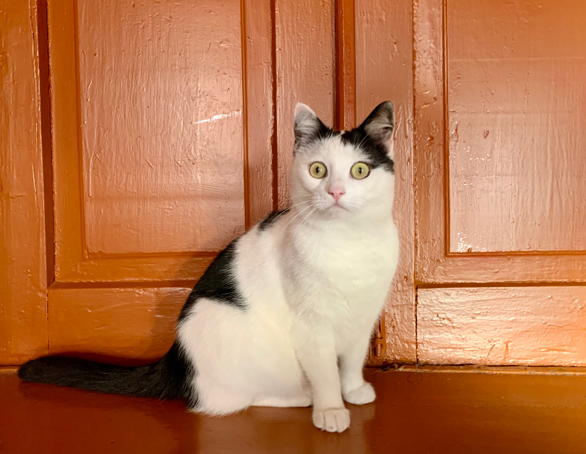 Вот так на меня смотрит кошка Сима, когда я ношусь по дому🤭🤭🤭