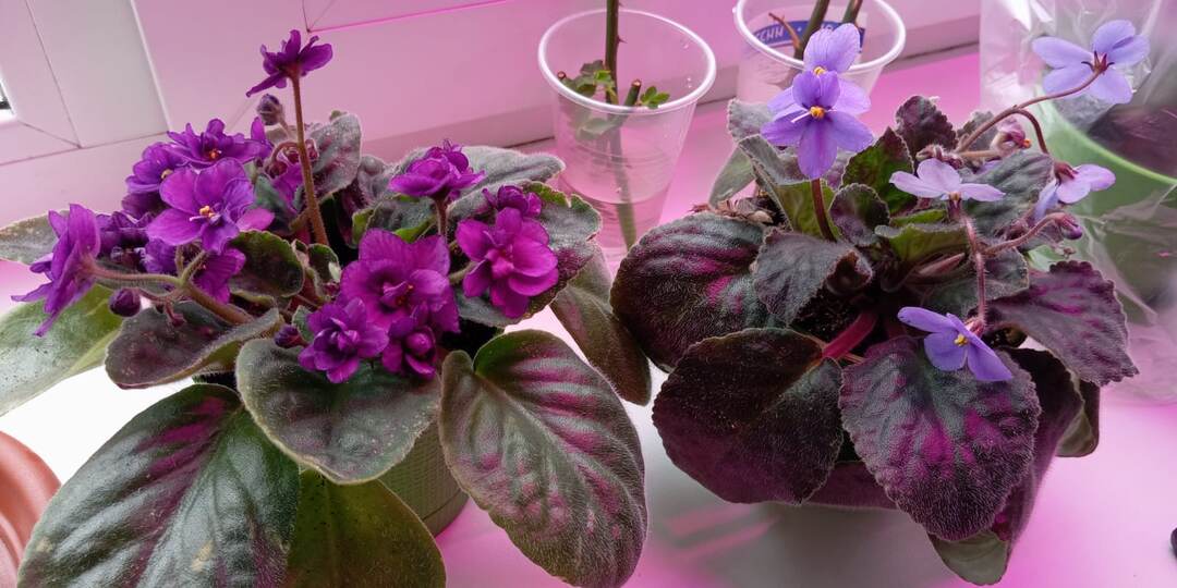 Как обзавестись армией фиалок: просто и понятно об укоренении
