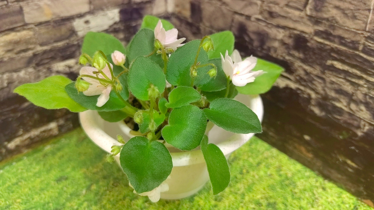 Подрастает и зацветает мой новый трейлер Falling Snow. Фото автора