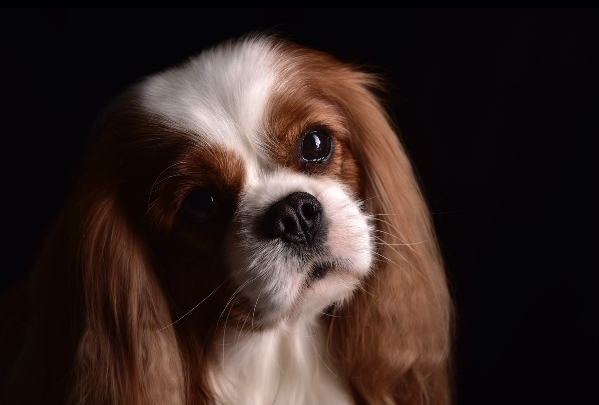 Кавалер Кинг Чарльз спаниель — собака, которая не ищет смысл жизни. Она его уже нашла.
