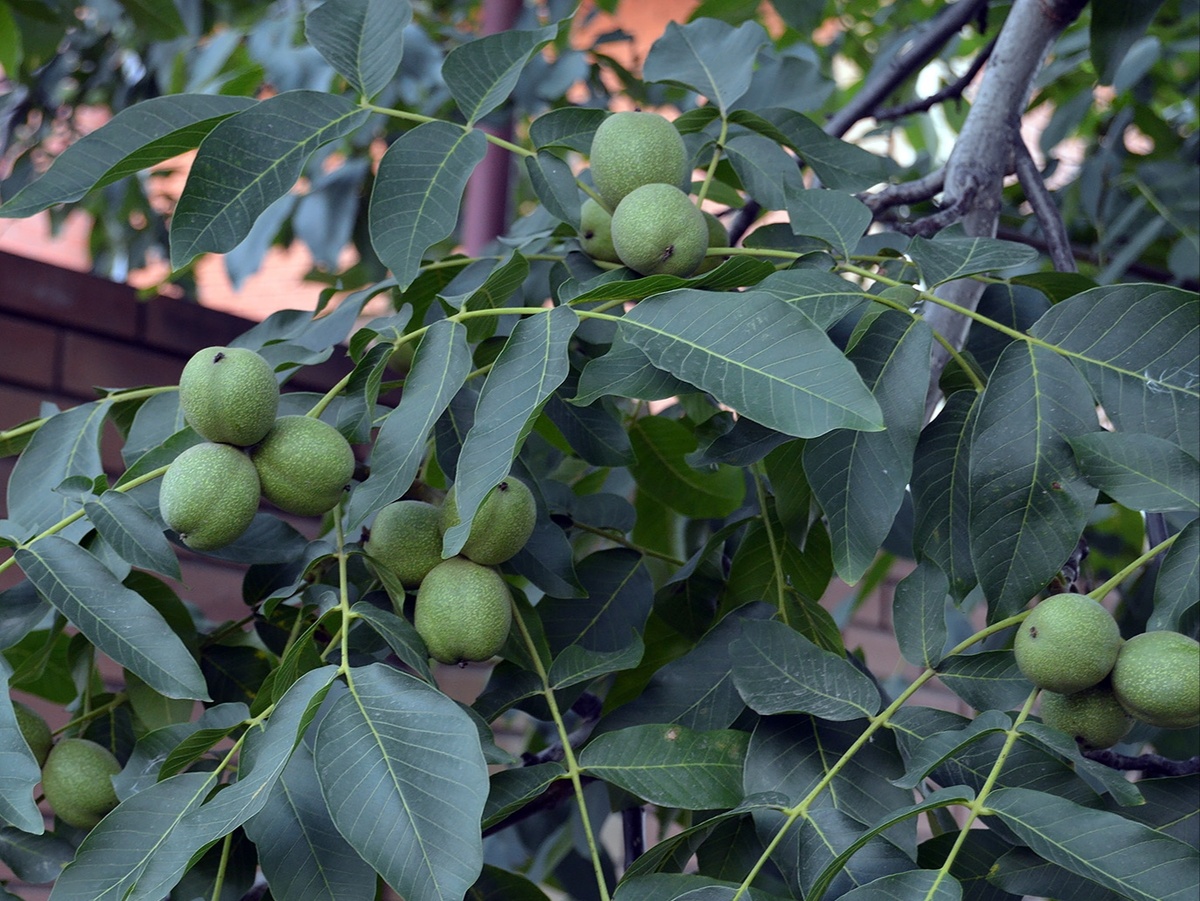 Грецкий орех. Фото: Сергей Наумов, plantarium.ru
