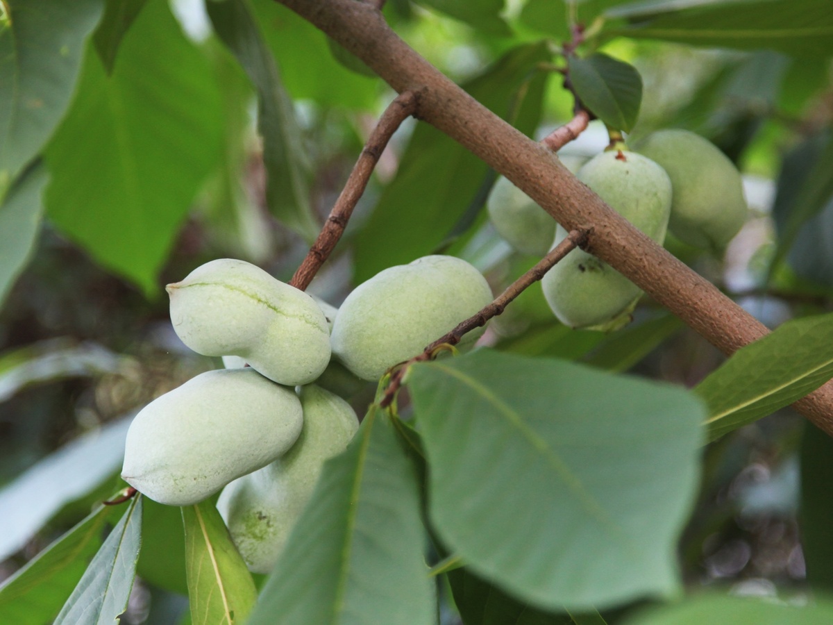 Плоды азимины трехлопастной. Фото: statelykitsch.com