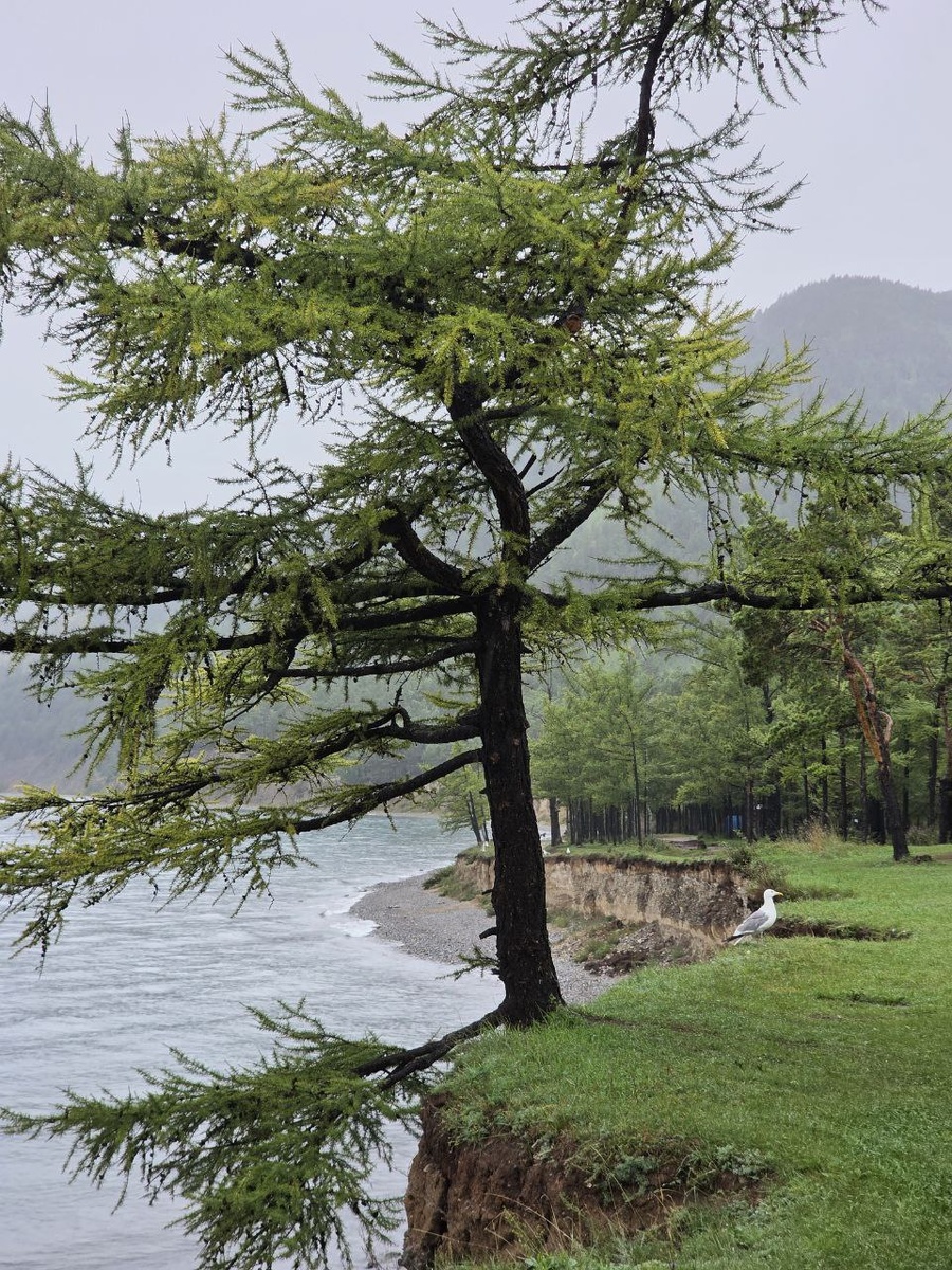 Байкальская лиственница (фото снято у Большого Голоустного)