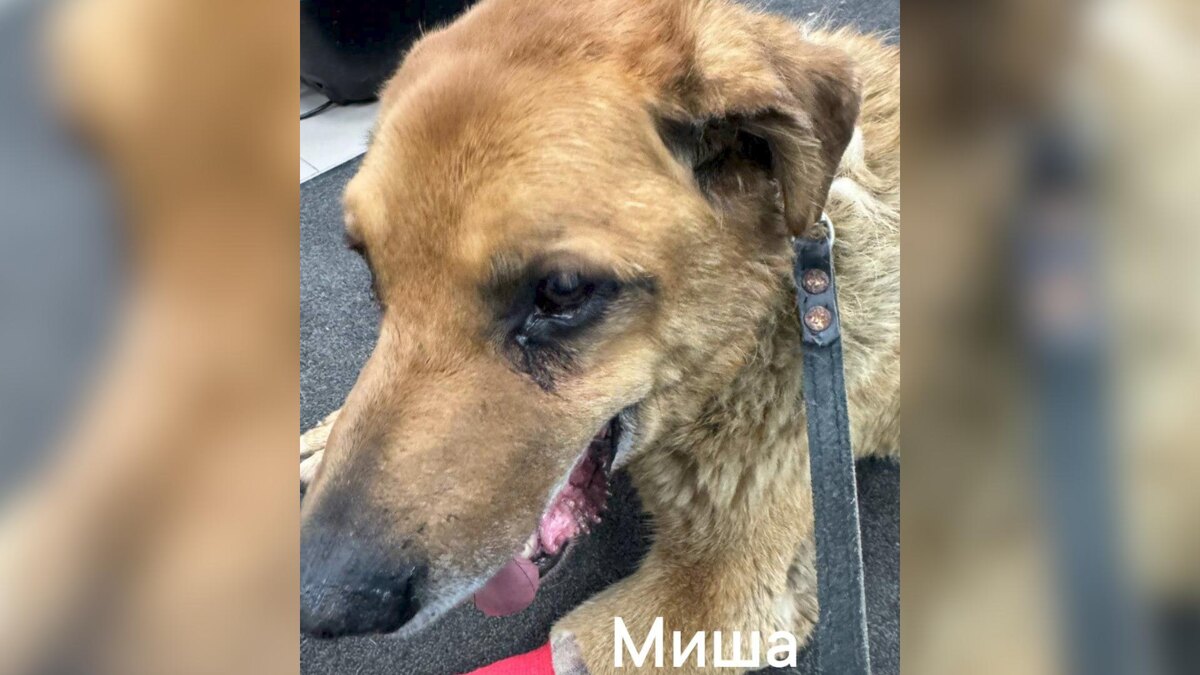    Фото: t.me/northernbearspb